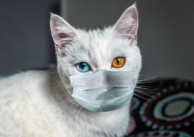 Chat blanc avec des yeux différents dans un masque médical
