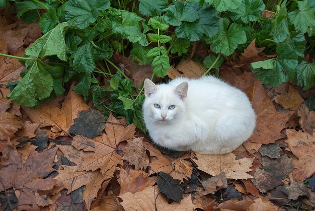 chat blanc