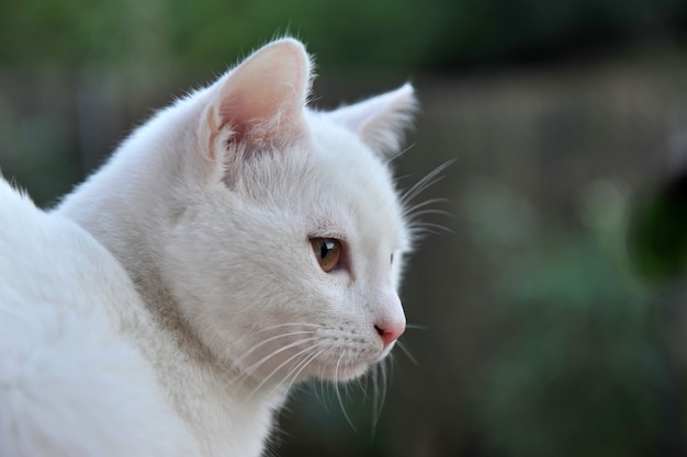 chat blanc