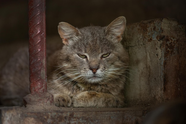 Chat blessé douloureux sans-abri solitaire Street chat malheureux sale a besoin d'une aide vétérinaire