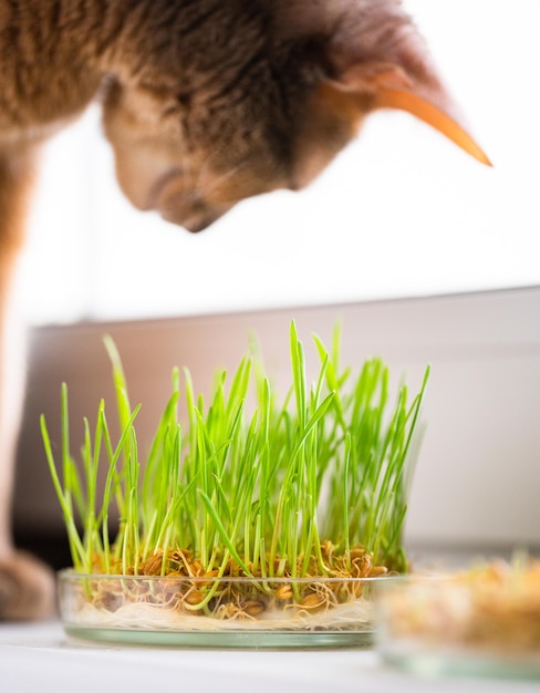 Le chat bleu et beige abyssin mange de l'herbe pour la santé de l'estomac des animaux de compagnie sur le rebord de la fenêtre Photo conceptuelle des soins aux animaux de compagnie et d'une alimentation saine pour les chats domestiques