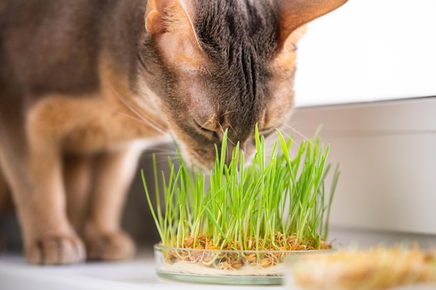 Le chat bleu beige abyssin mignon mange de l'herbe pour la santé de l'estomac des animaux de compagnie sur le rebord de la fenêtre Photo conceptuelle des soins pour animaux de compagnie et d'une alimentation saine pour les chats domestiques