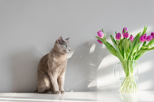 Chat bleu russe assis sur une table. Beau chaton posant avec des fleurs sur le mur gris