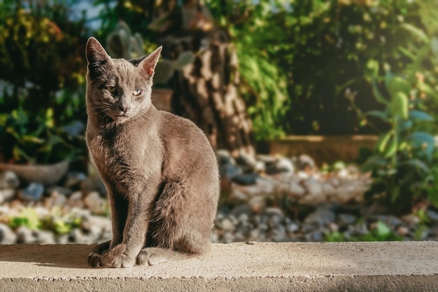 Chat bleu russe mignon avec espace de copie