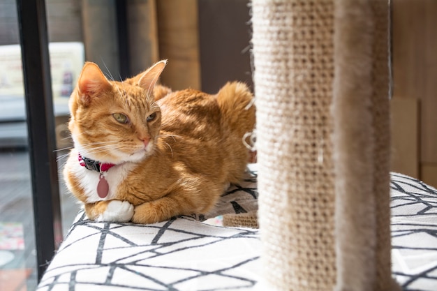 Chat blond avec collier allongé sur son lit avec son grattoir Chats