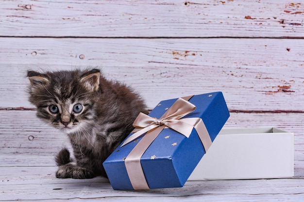 chat avec boîte-cadeau