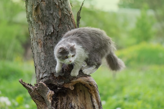 Chat sur une branche d'arbre dans la forêt Chat assis sur un arbre dans un jardin verdoyant Chaton sur un arbre jouant à l'extérieur en été