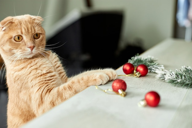 Un chat britannique adorable mignon jouant avec des boules de Noël à la maison patte sur la table avec Noël