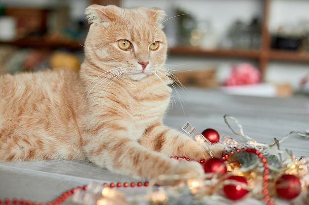 Un chat britannique adorable mignon jouant avec des boules de Noël à la maison patte sur la table avec Noël