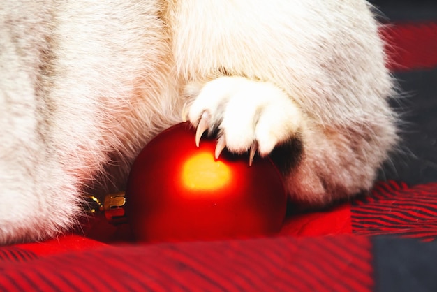 Le chat britannique argenté joue avec une boule de Noël