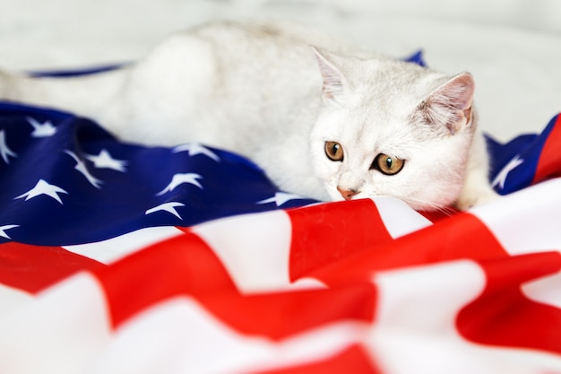 Le chat britannique argenté se trouve sur le drapeau américain. Chat patriotique. Symbole des États-Unis. En attendant le jour de l'indépendance.