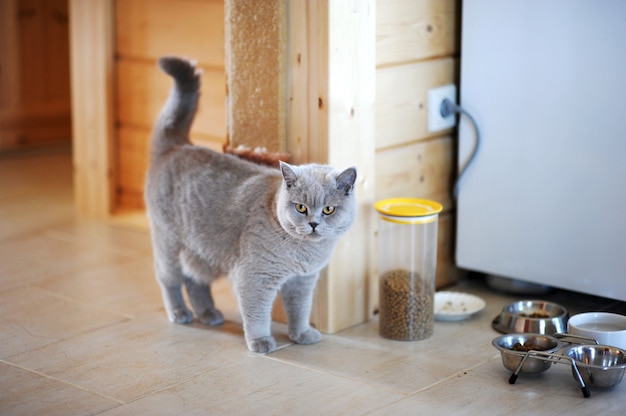 Chat Britannique au bol à nourriture