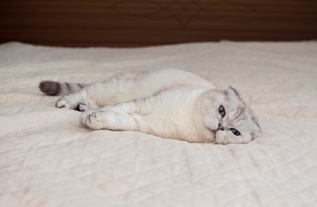 Chat britannique aux grands yeux bleus dans un intérieur de maison. Un chat domestique gris dort sur le lit. Image pour les cliniques vétérinaires, sites Web sur les chats. Journée mondiale du chat. Animaux de compagnie et chats adorables en bonne santé.