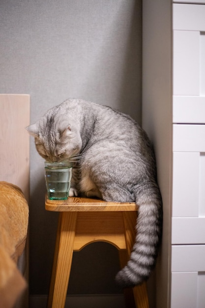 Le chat britannique blanc boit de l'eau dans le verre Le chat a soif Le chat domestique à la maison PetxA mignon