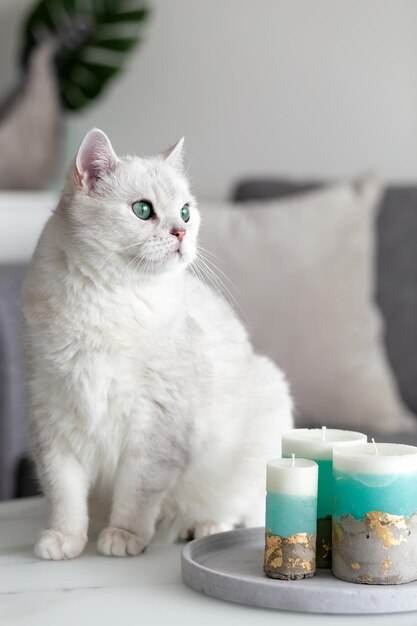 Photo chat britannique blanc dans la chambre sur la table chat et bougies danger pour le chat photo