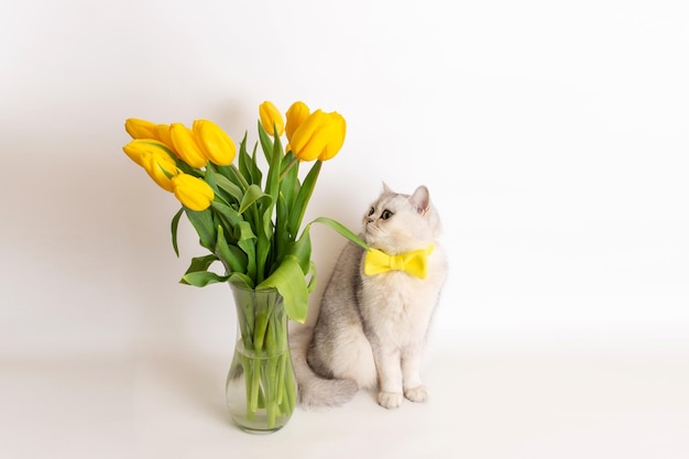 Chat britannique blanc dans un noeud papillon jaune assis à côté d'un vase avec un bouquet de tulipes jaunes