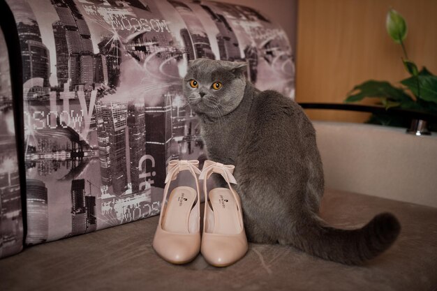 Le chat britannique et les chaussures de la mariée 3161