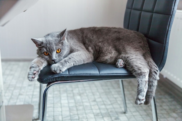 Chat britannique dormant sur une chaise moderne noire à l'intérieur à la maison