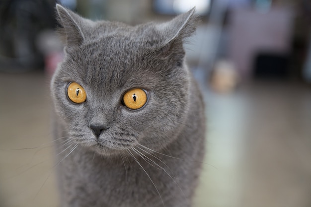 Chat britannique avec de grands yeux jaunes.