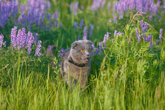 Chat britannique gris dans l'herbe