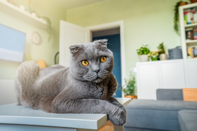 Un chat britannique gris est assis sur une table blanche avec un intérieur chaleureux et moderne