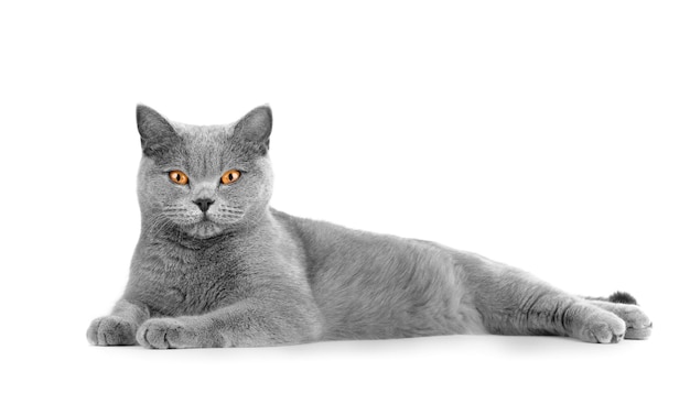 Chat britannique gris sur fond blanc