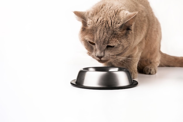 Le chat britannique mange de la nourriture dans un bol avec plaisir sur fond blanc. Copiez l'espace.