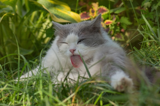 Le chat britannique à poil long montre sa langue sur la nature