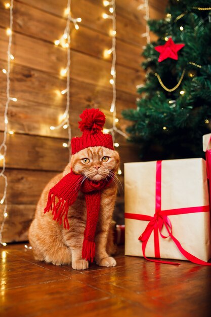 Chat britannique rouge en bonnet et écharpe en tricot assis sous l'arbre de Noël et les boîtes présentes.