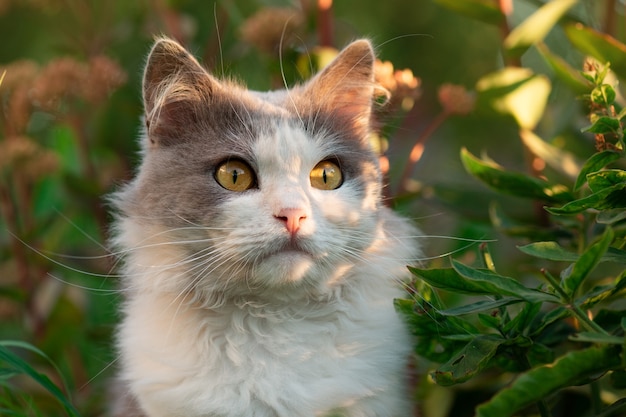 Chat British longhair s'amusant en plein air. Chat mignon avec de longues moustaches. Chat gris et blanc étonnement couché.