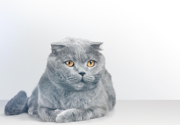 Chat British Shorthair allongé sur une table blanche. En regardant l'espace de copie. Bannière