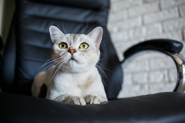 Chat British shorthair assis sur le plancher en bois et regardant sur le côté