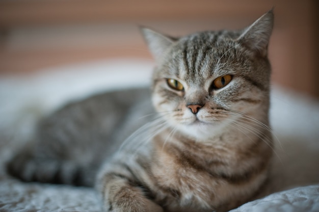 Chat British Shorthair aux yeux jaunes allongé sur le lit.