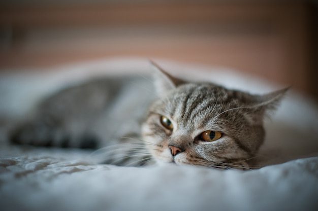 Chat British Shorthair aux yeux jaunes allongé sur le lit.