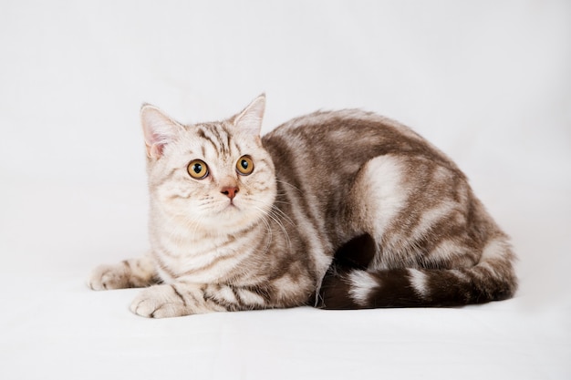 Chat British shorthair sur blanc