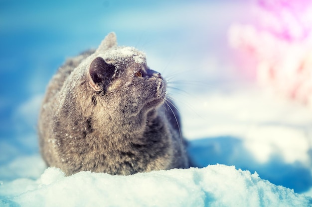 Chat British shorthair bleu assis à l'extérieur en hiver