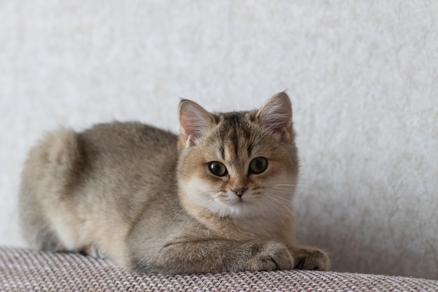 Chat British Shorthair Golden Chinchilla