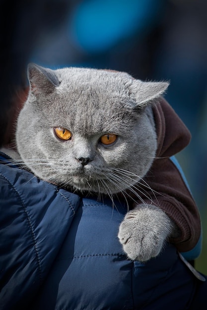 Chat British Shorthair gris bleu aux yeux jaunes