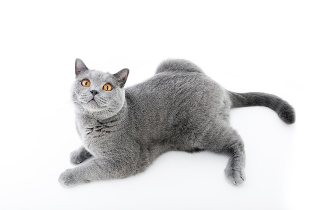 Photo chat british shorthair isolé sur blanc couché vue de dessus