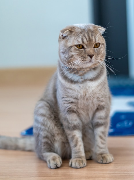 Le chat British Shorthair mignon heureux de jouer à un animal de compagnie