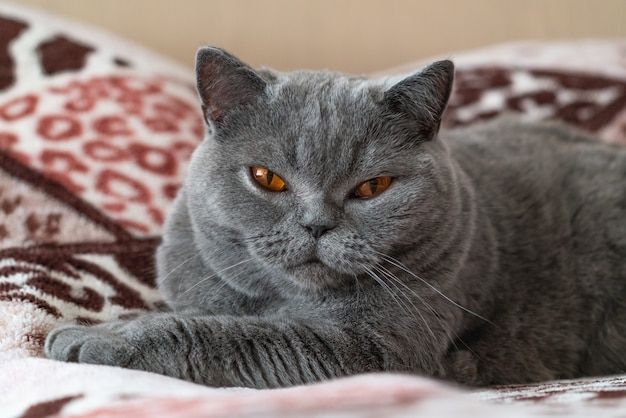 Chat British shorthair de race se reposant dans son lit