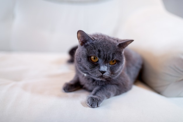 Chat British shorthair