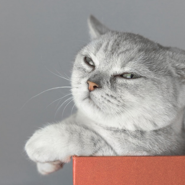 Chat British Shorthair