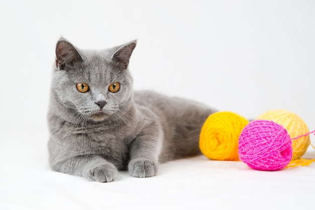 Chat British shorthair