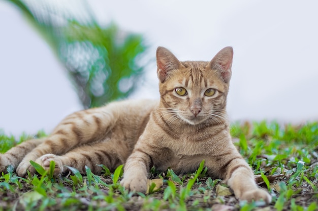 Photo un chat brun assis sur une herbe verte avec un fond blanc