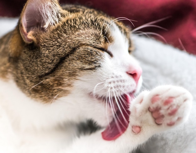 Le chat brun et blanc se nettoie