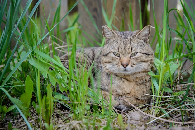 Chat brun dans l'herbe