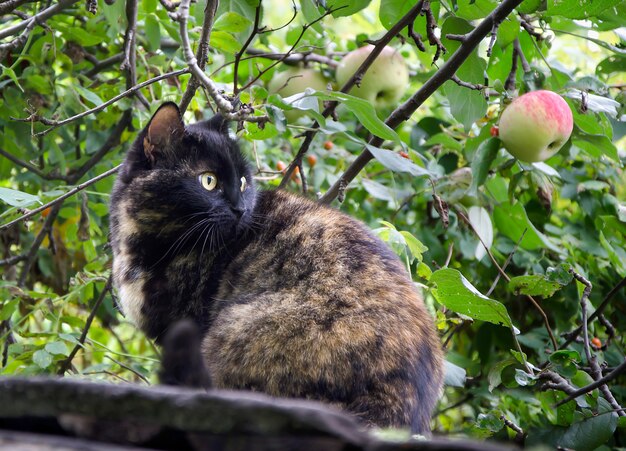 Chat brun dans le jardin un jour d'été