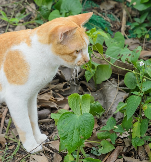 Chat brun dans le jardin