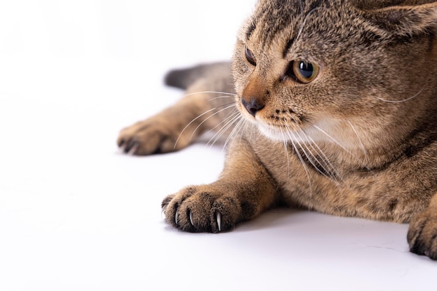 Le chat brun écossais sérieux de pli avec de grands yeux bruns se trouve sur un fond blanc